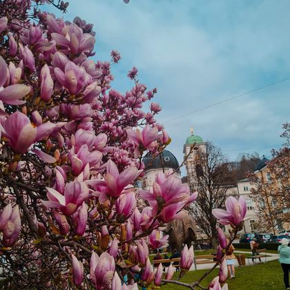 Blooming Magnolias in Salzburg.