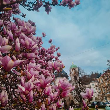Blooming Magnolias in Salzburg.