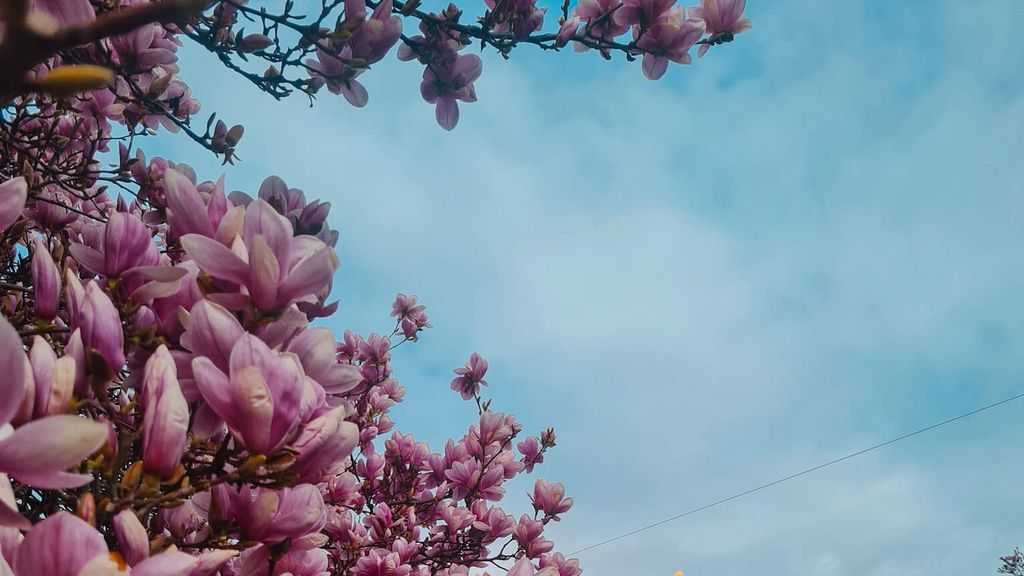Blooming Magnolias in Salzburg.