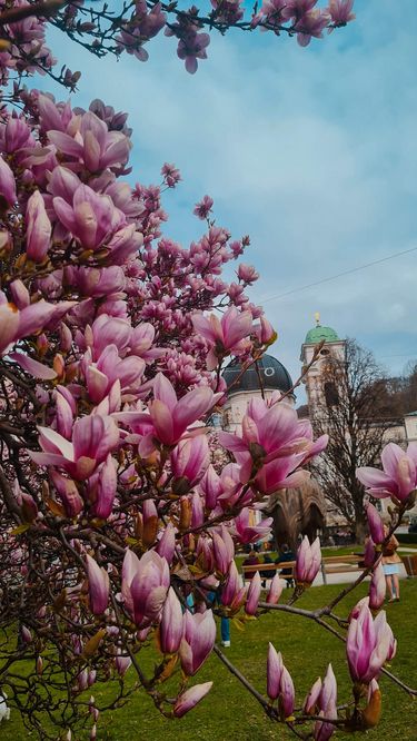 Blooming Magnolias in Salzburg.