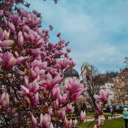 Blooming Magnolias in Salzburg.